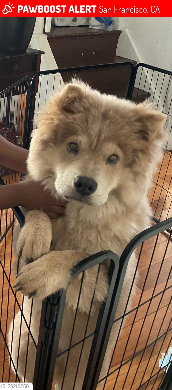 Lost Male Dog last seen Mansel, San Francisco, CA 94134