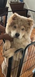 Lost Male Dog last seen Mansel, San Francisco, CA 94134