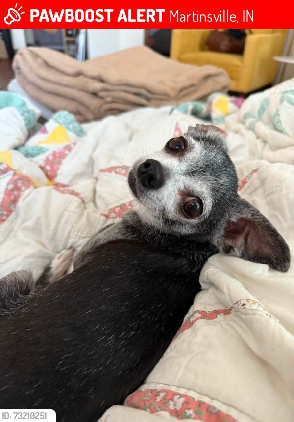 Lost Male Dog last seen New harmony, Martinsville, IN 46151