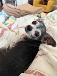 Lost Male Dog last seen New harmony, Martinsville, IN 46151