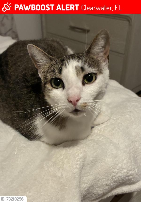 Lost Female Cat last seen Highland Ave, Clearwater, FL 33755