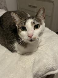 Lost Female Cat last seen Highland Ave, Clearwater, FL 33755