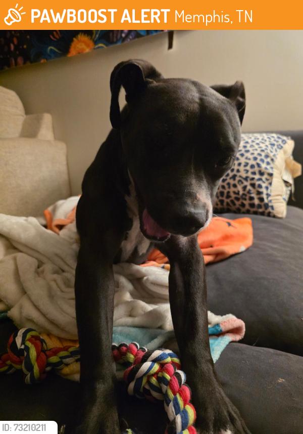 Found/Stray Female Dog last seen summer avenue, Memphis, TN 38122