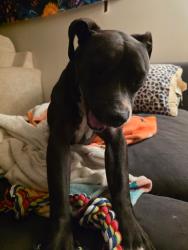 Found/Stray Female Dog last seen summer avenue, Memphis, TN 38122