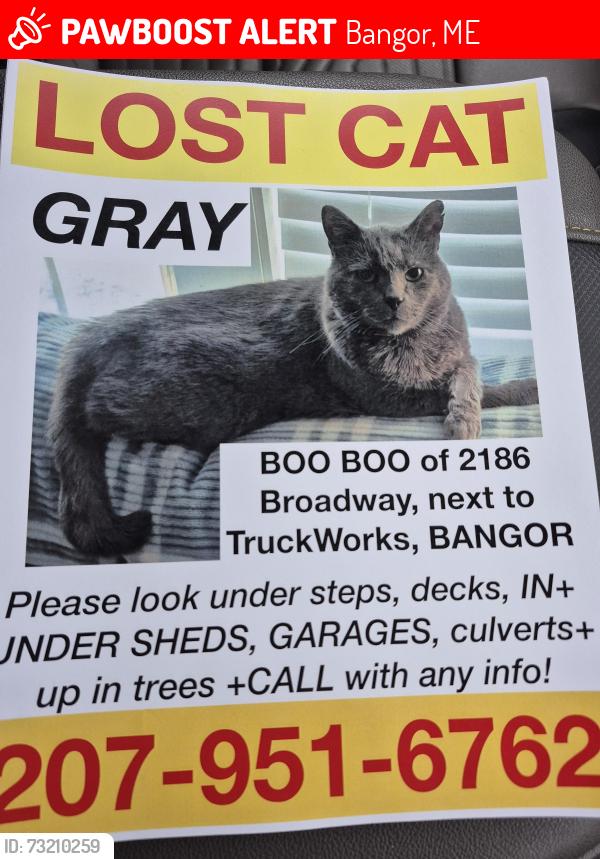 Lost Male Cat last seen Truck work/Harvey Trailer, Bangor, ME 04401