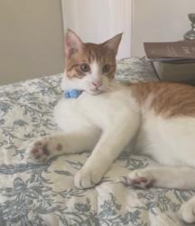 Reunited Male Cat last seen Beltline and Cielo Vista Dr, Grand Prairie, TX 75052