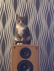 Lost Male Cat last seen Falcon drive, Irlam, England M44 6PH