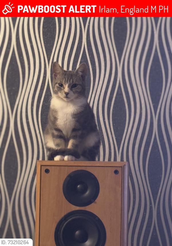 Lost Male Cat last seen Falcon drive, Irlam, England M44 6PH