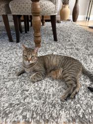 Reunited Female Cat last seen Near Westminster Drive, Marlborough, MA - Villages of Marlboro East, Marlborough, MA 01752