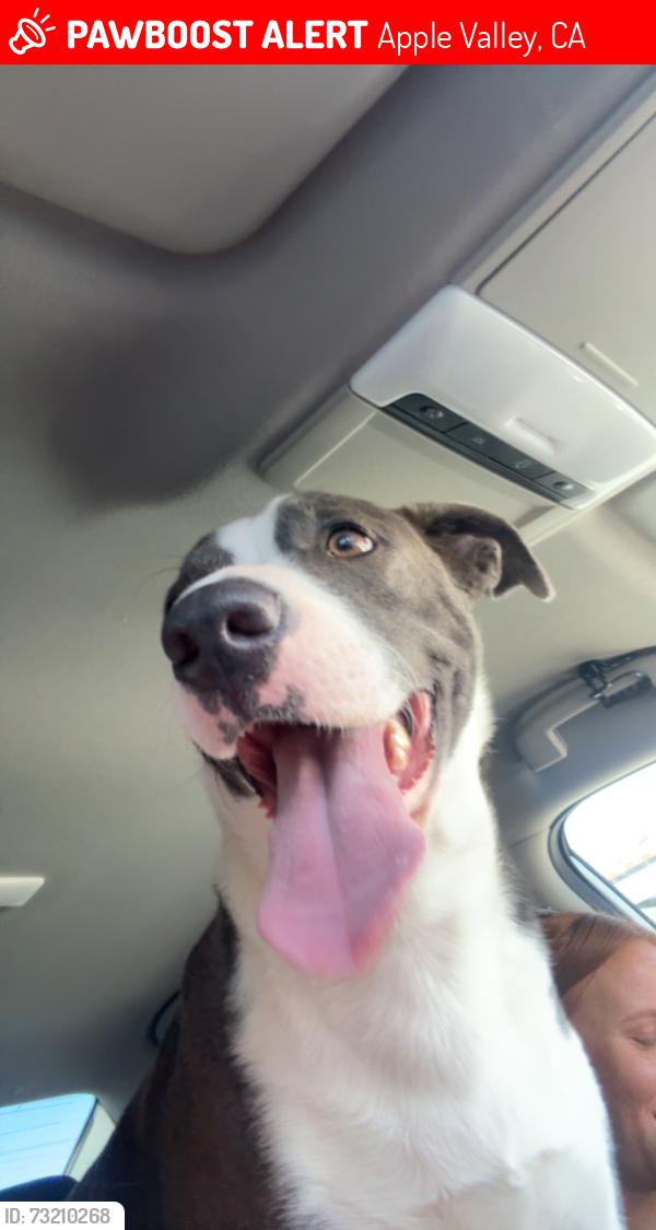 Lost Female Dog last seen Pine ridge, Apple Valley, CA 92307