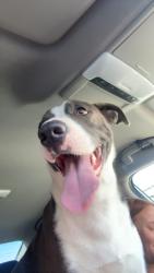 Lost Female Dog last seen Pine ridge, Apple Valley, CA 92307