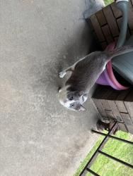 Reunited Unknown Cat last seen Edgewood avenue, Pittsburgh, PA 15218