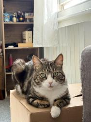 Lost Male Cat last seen Restaurant Yucca, Greater London, England SW6 5NH