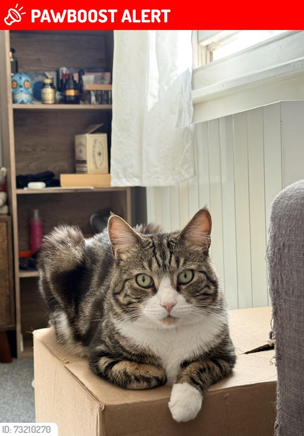 Lost Male Cat last seen Restaurant Yucca, Greater London, England SW6 5NH