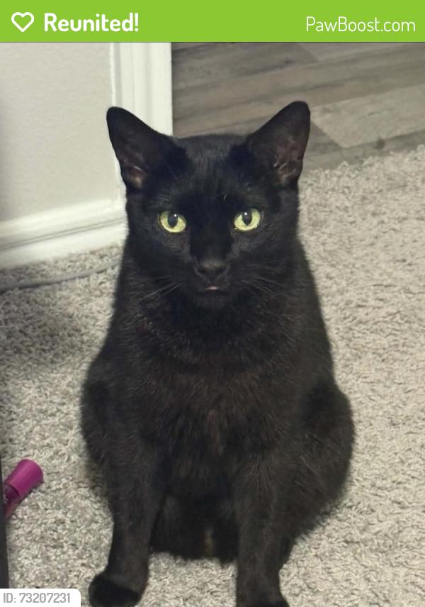 Reunited Male Cat last seen Near E Corporate Dr, Lewisville, TX 75067, USA, Lewisville, TX 75067