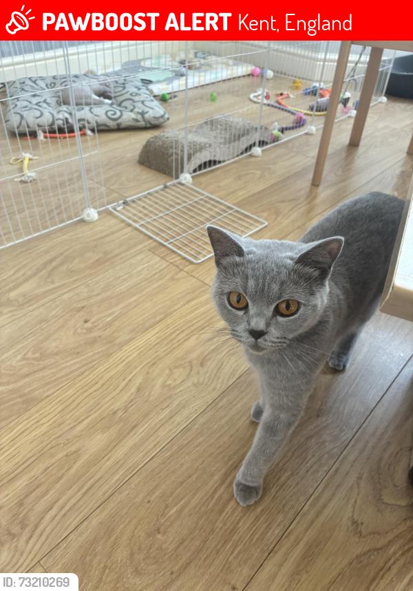 Lost Female Cat last seen Kingsnorth Road post office, Kent, England 