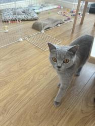 Lost Female Cat last seen Kingsnorth Road post office, Kent, England 