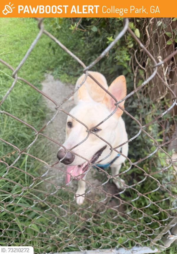 Found/Stray Male Dog last seen He’s at my home., College Park, GA 30349