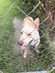 Found/Stray Male Dog last seen He’s at my home., College Park, GA 30349