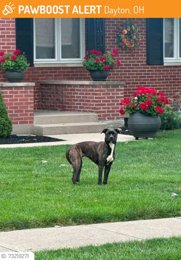 Found/Stray Female Dog last seen Lake Tree Court, Dayton, OH 45459