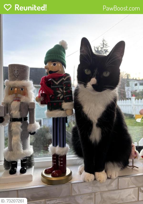 Reunited Male Cat last seen 18th Ave and holgate, Seattle, WA 98144