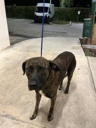 Shelter Stray Male Dog last seen Near BLOCK NW 57TH ST, 3599 NW 79th Ave, Doral, FL 33122, USA