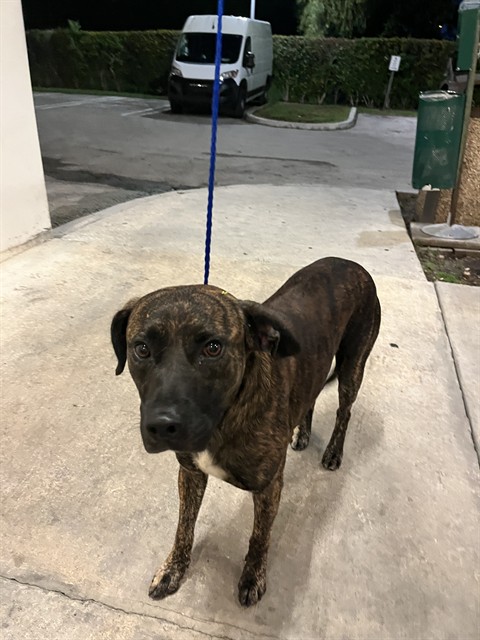 Shelter Stray Male Dog last seen Near BLOCK NW 57TH ST, 3599 NW 79th Ave, Doral, FL 33122, USA