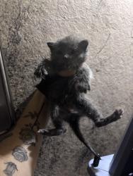 Shelter Stray Unknown Cat last seen Near BLOCK N MACARTHUR BLVD, 2811 SE 29th St, Oklahoma City, OK 73129, USA