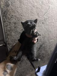 Shelter Stray Unknown Cat last seen Near BLOCK N MACARTHUR BLVD, 2811 SE 29th St, Oklahoma City, OK 73129, USA