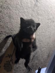 Shelter Stray Unknown Cat last seen Near BLOCK N MACARTHUR BLVD, 2811 SE 29th St, Oklahoma City, OK 73129, USA