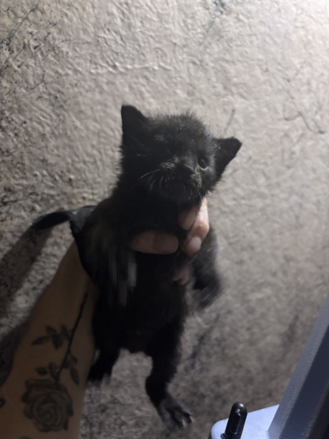 Shelter Stray Unknown Cat last seen Near BLOCK N MACARTHUR BLVD, 2811 SE 29th St, Oklahoma City, OK 73129, USA