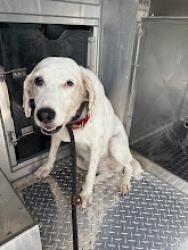 Shelter Stray Female Dog last seen ROHRMAN RD, 19640 Dogpatch Ln, Land O' Lakes, FL 34638, USA