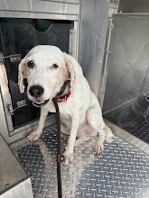 Shelter Stray Female Dog last seen ROHRMAN RD, 19640 Dogpatch Ln, Land O' Lakes, FL 34638, USA
