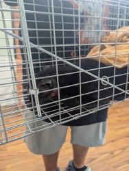 Shelter Stray Unknown Cat last seen , 19640 Dogpatch Ln, Land O' Lakes, FL 34638, USA