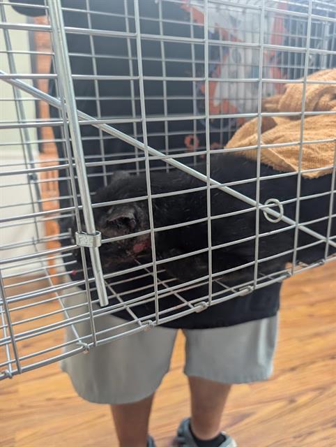 Shelter Stray Unknown Cat last seen , 19640 Dogpatch Ln, Land O' Lakes, FL 34638, USA