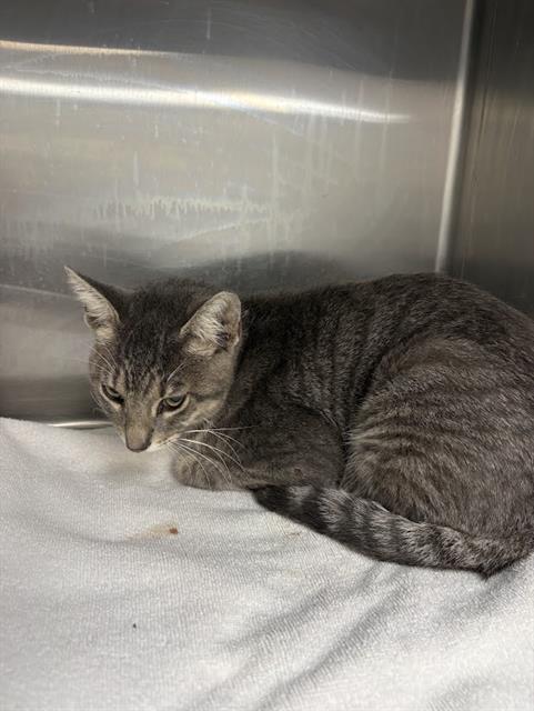 Shelter Stray Male Cat last seen , 19640 Dogpatch Ln, Land O' Lakes, FL 34638, USA