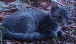 Lost Male Cat last seen 57th ave and Northview ave Glendale 85301, Glendale, AZ 85301
