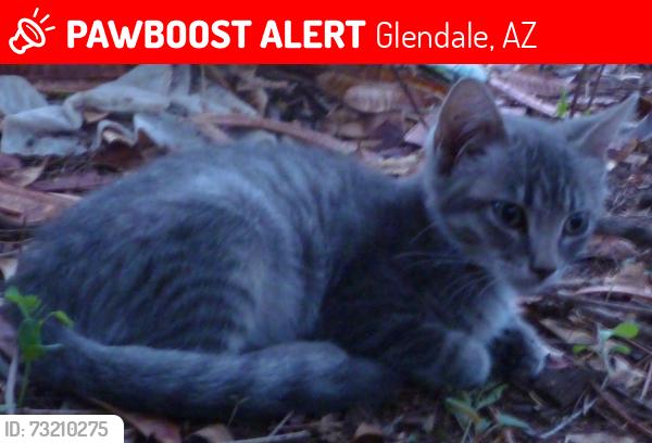 Lost Male Cat last seen 57th ave and Northview ave Glendale 85301, Glendale, AZ 85301