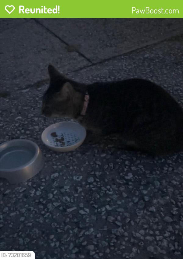 Reunited Female Cat last seen Near Washington Avenue, Melbourne, FL 32935