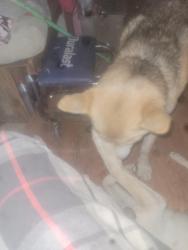 Found/Stray Male Dog last seen Palmdale blvd and longview rd, Los Angeles County, CA 93553