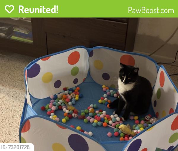 Reunited Male Cat last seen idk, Bradenton, FL 34210