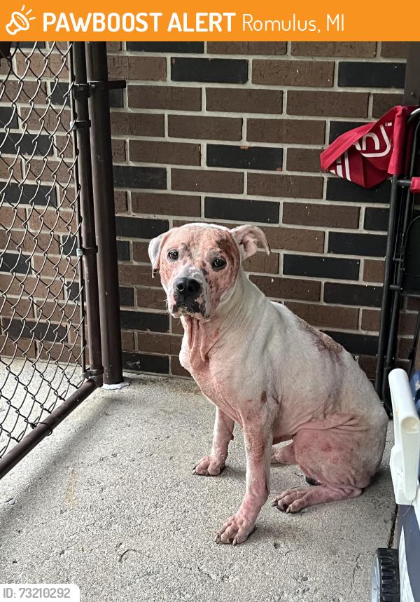 Found/Stray Male Dog last seen Hannan Rd / Pennsylvania Rd, Romulus, MI 48174