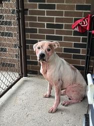 Found/Stray Male Dog last seen Hannan Rd / Pennsylvania Rd, Romulus, MI 48174