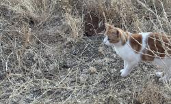 Found/Stray Unknown Cat last seen White Oak, Grass Valley, CA 95949