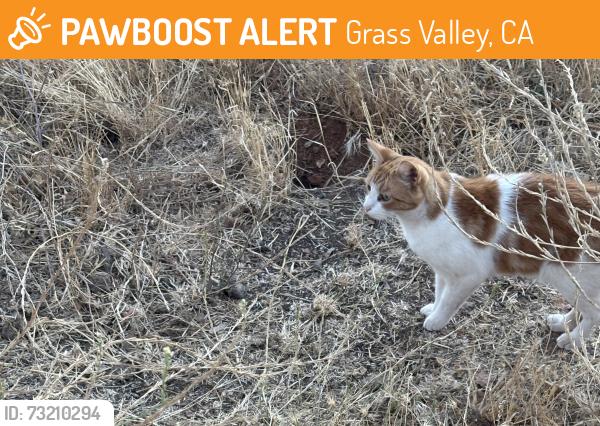 Found/Stray Unknown Cat last seen White Oak, Grass Valley, CA 95949