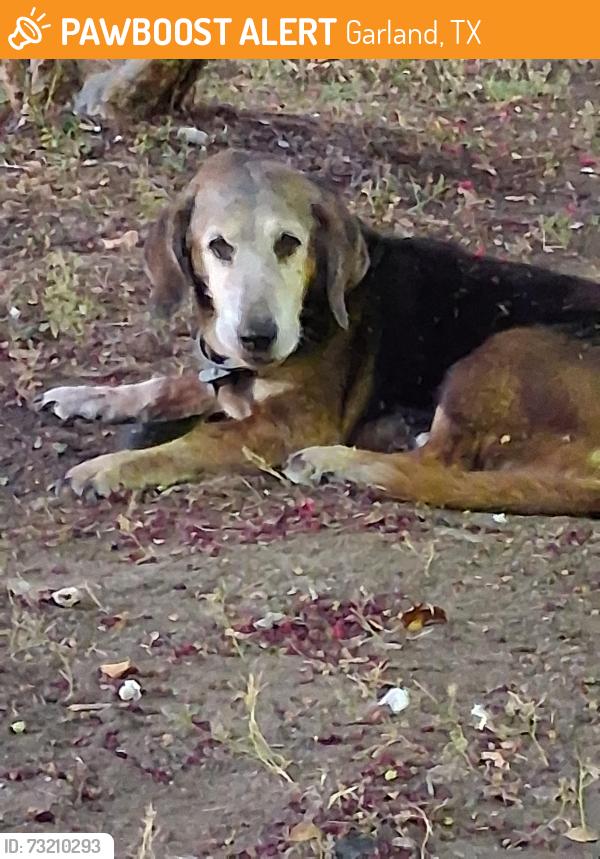 Found/Stray Female Dog last seen Firewheel PKWY at Pleasant Valley, Garland, TX 75040