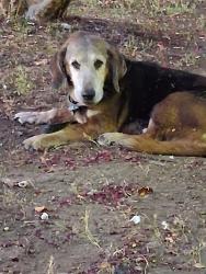 Found/Stray Female Dog last seen Firewheel PKWY at Pleasant Valley, Garland, TX 75040