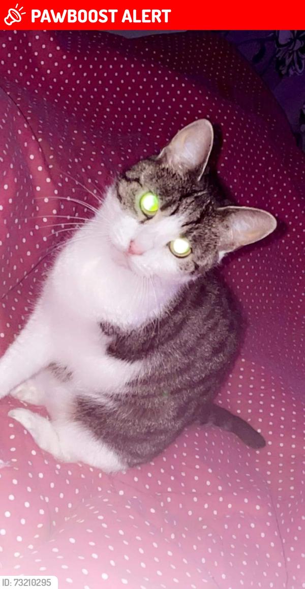 Lost Female Cat last seen Yewdale Clifton, Swinton, England M27 8GN