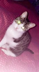 Lost Female Cat last seen Yewdale Clifton, Swinton, England M27 8GN