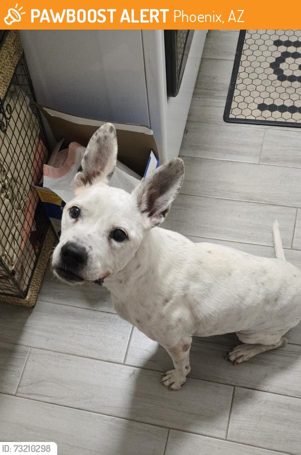 Found/Stray Female Dog last seen 35th ave and bell rd, Phoenix, AZ 85053